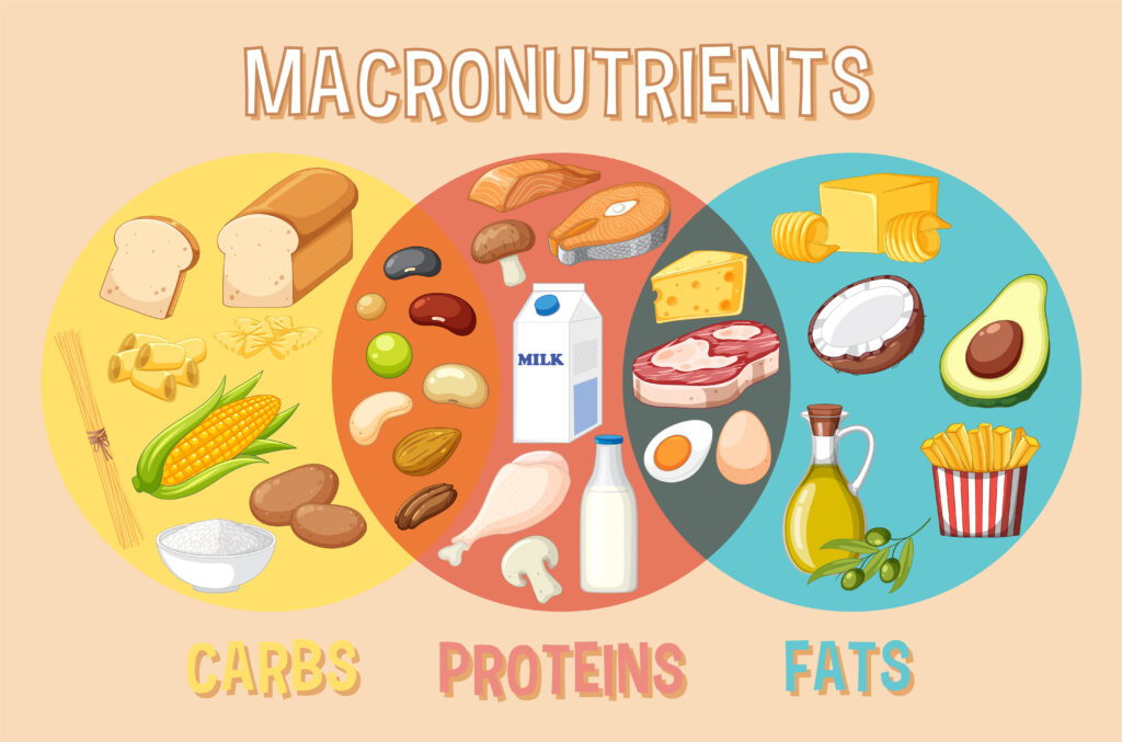 Main food groups macronutrients vector illustration